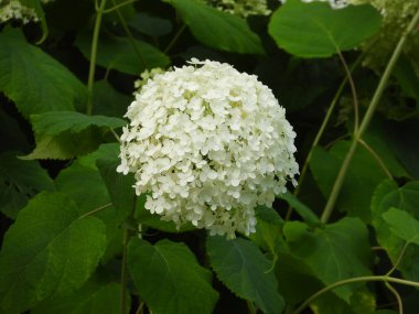 Bahçede beyaz çiçekler