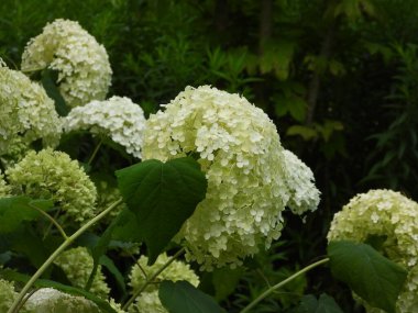 Bahçedeki güzel çiçekler