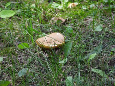 ormanda yeşil mantar.