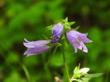 Bahçedeki güzel çiçekler