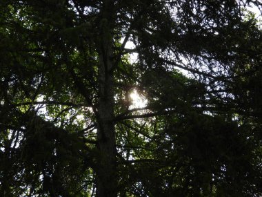 Sabahları parktaki ağaçlar