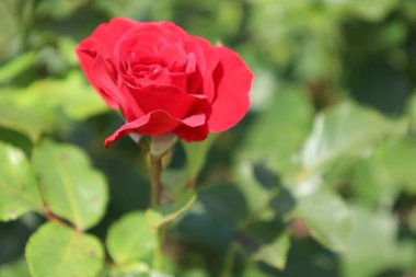Çiçek açmış taze kırmızı güllerin yakın plan fotoğrafı aşkı, tutkuyu ve romantizmi simgeliyor. Sık sık buketlerde ve şenlikli süslemelerde kullanılan popüler bir bahçe çiçeği..