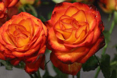 Koyu uçlu kırmızı ve sarı yapraklı iki renkli güllerin güzel buketi. Bu eşsiz çiçek aranjmanı zarafet ve tutkuyu birleştirir, onu düğünler, romantik hediyeler ve şenlikli dekorasyonlar için mükemmel kılar..