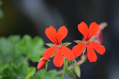 Sardunya olarak da bilinen parlak pelargonyum çiçeği bir bahçede çiçek açıyor. Canlı yapraklar ve yeşil yapraklar renkli bir doğal bileşim oluşturur..