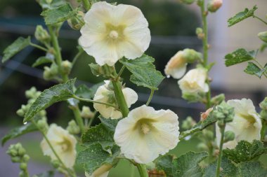 Çiçek açmış beyaz gülgülhatmi çiçeklerinin yakın çekimi. Narin taç yaprakları ve yumuşak dokular, çiçek ve botanik fotoğrafçılığı için mükemmel, sakin, doğal bir sahne yaratır..