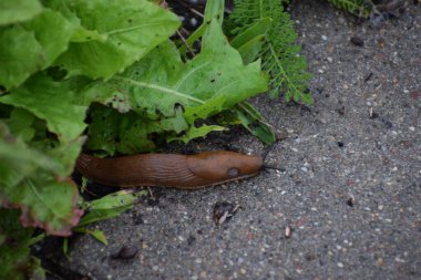 Bahçe yüzeyinde sürünen kırmızı bir İspanyol sümüklüböceğinin yakın çekimi. Parlak kırmızımsı kahverengi tenli, doğa, makro ve vahşi yaşam fotoğrafçılığı için ideal..