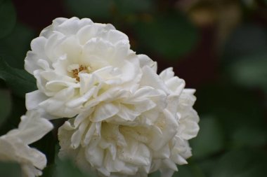 Narin taç yaprakları ve doğal çiçekleri olan beyaz bir gülün yakını. Bahçe fotoğrafçılığı için ideal arka plan ve çiçek kompozisyonları. Çiçek açmış beyaz gül çiçeği.