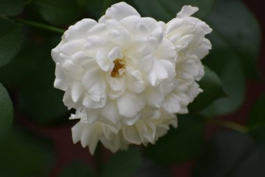 Narin taç yaprakları ve doğal çiçekleri olan beyaz bir gülün yakını. Bahçe fotoğrafçılığı için ideal arka plan ve çiçek kompozisyonları. Çiçek açmış beyaz gül çiçeği.