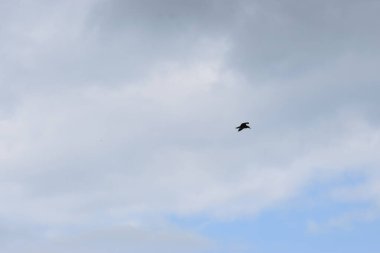 Bir iskeleden Baltık Denizi Körfezi manzarası. Ufuk çizgisi suyun üzerindeki bulutlar, sakin deniz yüzeyi ve atmosferik doğal ışık..