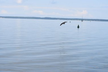 Bir iskeleden Baltık Denizi Körfezi manzarası. Ufuk çizgisi suyun üzerindeki bulutlar, sakin deniz yüzeyi ve atmosferik doğal ışık..