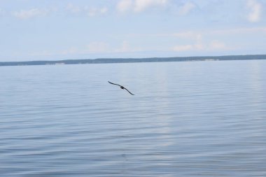 Bir iskeleden Baltık Denizi Körfezi manzarası. Ufuk çizgisi suyun üzerindeki bulutlar, sakin deniz yüzeyi ve atmosferik doğal ışık..