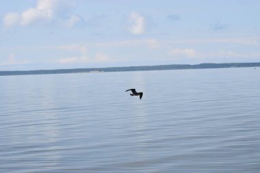 Bir iskeleden Baltık Denizi Körfezi manzarası. Ufuk çizgisi suyun üzerindeki bulutlar, sakin deniz yüzeyi ve atmosferik doğal ışık..