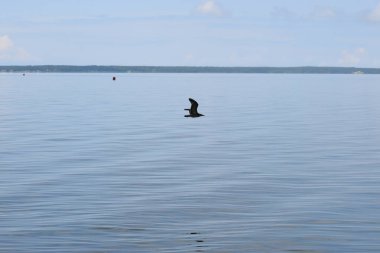 Bir iskeleden Baltık Denizi Körfezi manzarası. Ufuk çizgisi suyun üzerindeki bulutlar, sakin deniz yüzeyi ve atmosferik doğal ışık..