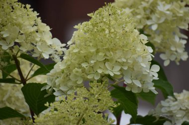 Büyük dekoratif çiçekli Hortensiya volotestası. Bitki yemyeşil yapraklar ve güzel çiçekler gösteriyor, bahçe ya da doğal manzara fotoğrafçılığı için mükemmel..