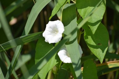 Sabah İncileri 'nin canlı Pomea çiçekleri bahçede narin taç yaprakları ve bitkinin doğal güzelliğini göstererek çiçek açarlar. Sabah incileri bahçede çeşitlidir.