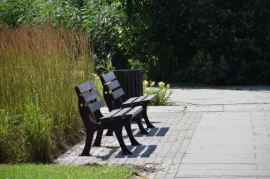Bydgoszcz 'deki bir parkta ağaçların arasına konan banklar, huzurlu bir atmosfer yaratıyor ve şehir parkının yeşilliğini ve doğal güzelliğini vurguluyor..