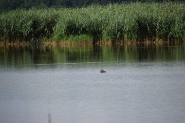 Fotoğraf, sakin bir gölete yansıyan bir ağacı gösteriyor. Ayna etkisi yaratıyor ve doğayla uyum sağlıyor..