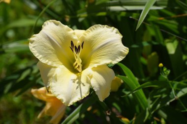 Bahçede parlak sarı bir zambak açar, narin taç yaprakları ve bitkinin doğal güzelliğini gösterir..