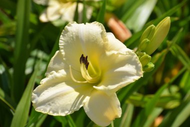Bahçede parlak sarı bir zambak açar, narin taç yaprakları ve bitkinin doğal güzelliğini gösterir..