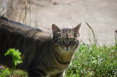 Görüntü evcil bir kediyi gösteriyor, evdeki rahatlığı ve sıcaklığı simgeliyor..