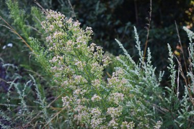 Fotoğraf, yeşil bitkiler arasında sahte söğüt olarak da bilinen Roosevelt söğüt bitkisini gösteriyor. Görüntü bitkinin doğal güzelliğini yansıtıyor. Yeşil yapraklı söğüt ağacı.