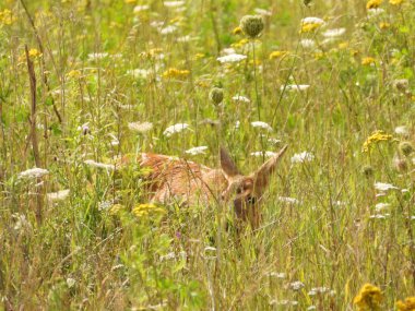 Fotoğraf, kır çiçeklerinin arasında uzun otların arasında yatan Avrupalı bir yumurta geyiğini gösteriyor. Görüntü, vahşi doğanın huzurlu atmosferini ve manzaranın güzelliğini yansıtıyor..