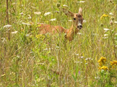 Fotoğraf, kır çiçeklerinin arasında uzun otların arasında yatan Avrupalı bir yumurta geyiğini gösteriyor. Görüntü, vahşi doğanın huzurlu atmosferini ve manzaranın güzelliğini yansıtıyor..