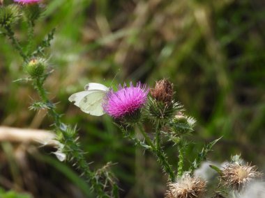Fotoğraf beyaz bir kelebeği gösteriyor, muhtemelen bir lahana beyazı, bir kır çiçeğinin üzerinde oturuyor, muhtemelen benekli bir süt devedikeni. Görüntü, çayır çiçeklerinin doğal güzelliğini ve kelebek kanatlarının detaylarını aktarıyor..