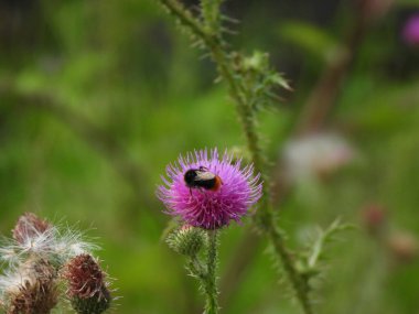 Fotoğraf üzerinde yabanarısı olan büyük bir süt devedikeni çiçeğini gösteriyor. Görüntü, tozlaşan bir böceğin doğal ortamındaki tıbbi bir bitki ile etkileşimini gösteriyor..
