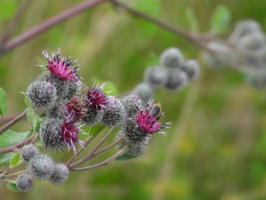 Fotoğraf, otların arasında doğal bir ortamda yetişen, yünlü dulavrat otu olarak da bilinen büyük bir dulavratotu gösteriyor. Görüntü, yabani bitki ve tarla bitkilerinin güzelliğini yakalıyor..
