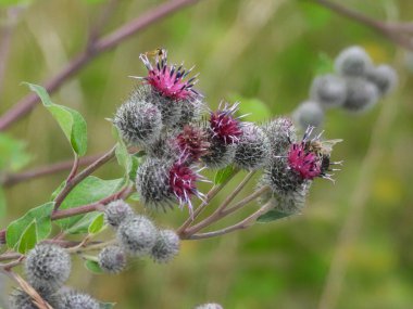 Fotoğraf, otların arasında doğal bir ortamda yetişen, yünlü dulavrat otu olarak da bilinen büyük bir dulavratotu gösteriyor. Görüntü, yabani bitki ve tarla bitkilerinin güzelliğini yakalıyor..