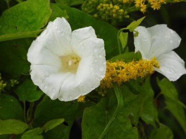 Fotoğrafta yağmur damlalarıyla kaplı orman çiçekleri gösteriliyor. Görüntü tazeliği ve çayırların ve orman çiçeklerinin doğal güzelliğini aktarıyor..