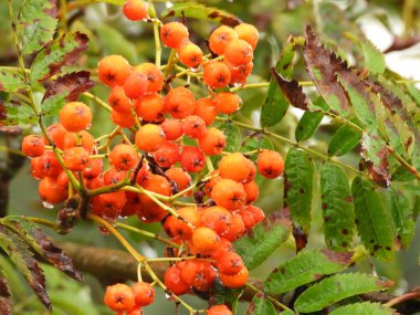 Red Rowan B. Fotoğrafta yağmurdan sonra ıslak böğürtlen ve yapraklı kırmızı bir Rowan dalı görülüyor. Görüntü, bitkilerin tazeliğini ve çevrelerindeki böğürtlenlerin doğal güzelliğini aktarıyor. Yağmurdan Sonra Islak Böğürtlenli çiftlik