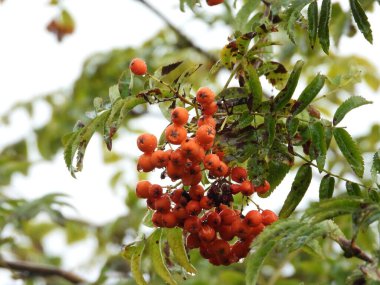 Red Rowan B. Fotoğrafta yağmurdan sonra ıslak böğürtlen ve yapraklı kırmızı bir Rowan dalı görülüyor. Görüntü, bitkilerin tazeliğini ve çevrelerindeki böğürtlenlerin doğal güzelliğini aktarıyor. Yağmurdan Sonra Islak Böğürtlenli çiftlik