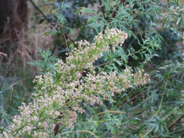 Fotoğraf, yeşil bitkiler arasında sahte söğüt olarak da bilinen Roosevelt söğüt bitkisini gösteriyor. Görüntü bitkinin doğal güzelliğini yansıtıyor. Yeşil yapraklı söğüt ağacı.