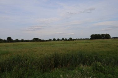 Kuyavian Pomeranya Voyvoda 'sındaki Swiecie kasabası yakınlarındaki tarımsal tarlaların manzarası yeşil ekinleri, uzak ağaçları ve açık gökyüzünü gösteriyor.