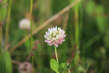 Melez yoncalar tarlada çiçek açar, parlak yeşil arka plan, yaz günü, doğal aydınlatma, açık havada yetişen bitki.