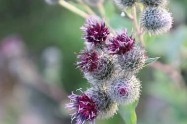 Fotoğraf, otların arasında doğal bir ortamda yetişen, yünlü dulavrat otu olarak da bilinen büyük bir dulavratotu gösteriyor. Görüntü, yabani bitki ve tarla bitkilerinin güzelliğini yakalıyor..