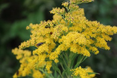 Fotoğraf yeşil çimenler arasında yaygın bir tansi çiçeği gösteriyor. Görüntü vahşi doğanın güzelliğini ve sarı çiçeklerin detaylarını vurgular..