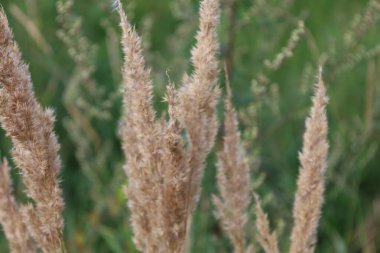 Yeşil çimlerin arasında oturan bir çekirgenin yakın plan görüntüsü detaylarını ve doğal ortamını vurguluyor..