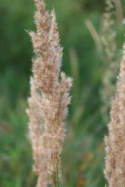 Yeşil çimlerin arasında oturan bir çekirgenin yakın plan görüntüsü detaylarını ve doğal ortamını vurguluyor..