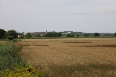 Mavi gökyüzünün altında sallanan kulaklarıyla buğday tarlasının altında sakin ve doğal bir manzara yaratıyor. Mavi bir gökyüzü