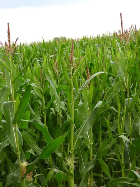 Doğal yapraklı taze yeşil mısır koçanı yakın çekim görüntüsü. Çekirdeklerin ve yaprakların detaylı dokusu Taze Yeşil Mısır Koçanı 'nın tarım, tarım ve sağlıklı organik gıdanın doğal güzelliğini vurgular.