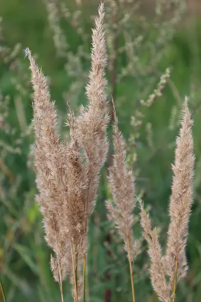 Yeşil çimlerin arasında oturan bir çekirgenin yakın plan görüntüsü detaylarını ve doğal ortamını vurguluyor..
