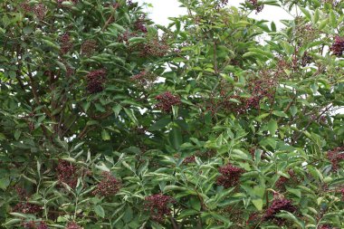 Olgun böğürtlenli bir dalın yakından görüntüsü yeşil yaprakları ve bitkinin doğal detaylarını gösteriyor.
