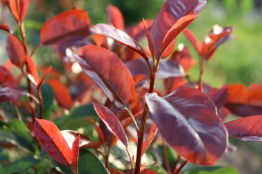 Fraser fotinia ile rFraser fotinia kırmızı ve yeşil yaprakların parlak kontrastı, süslemeli bahçe bitkisi ve yeşil yapraklar.