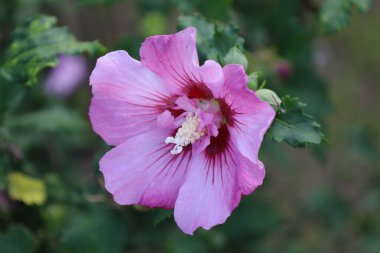 Canlı taç yaprakları olan Suriye amber çiçeğinin yakın çekimi.