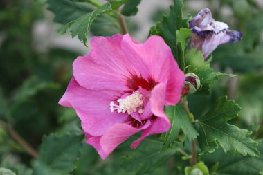 Canlı taç yaprakları olan Suriye amber çiçeğinin yakın çekimi.