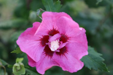 Canlı taç yaprakları olan Suriye amber çiçeğinin yakın çekimi.