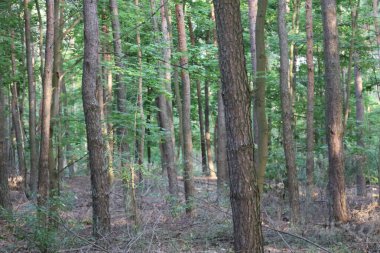 Dikilmiş ağaçların olduğu bir orman alanı görülebiliyor. Organize büyüme ve orman yönetimi belirtileri gösteriyor..